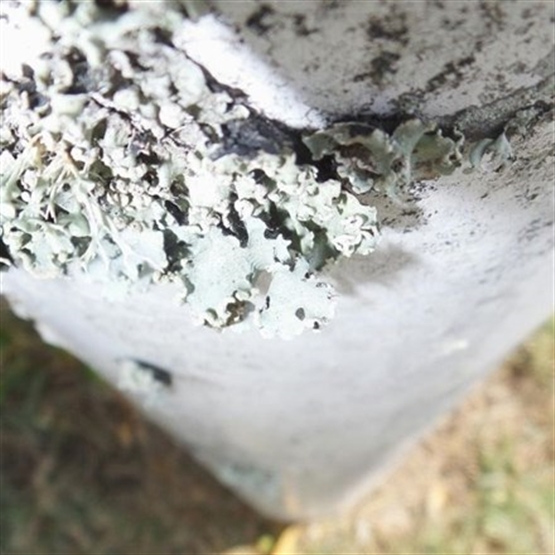 Laudo de Amianto | 95